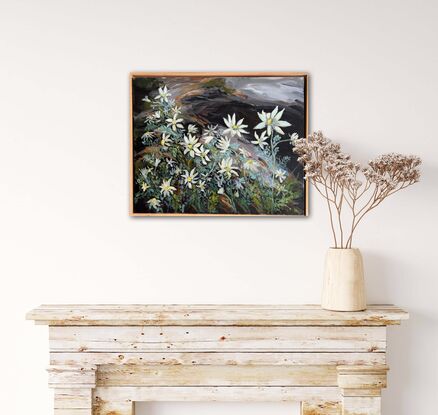 Flannel flowers in a bush setting, dark rocks in a box frame