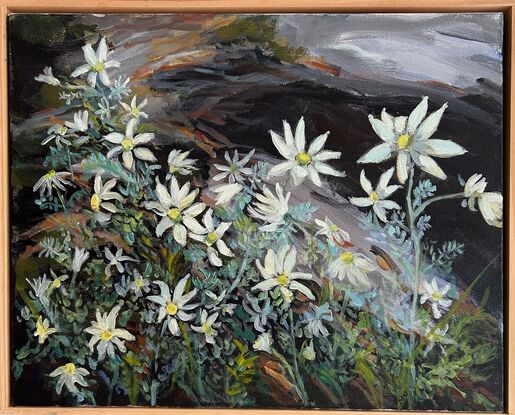 Flannel flowers in a bush setting, dark rocks in a box frame