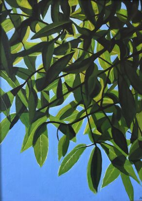 overlapping green leaves in sharp sunlight and dark shadow are viewed from below against a brilliant blue sky.