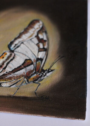 Tailed emperor moth in profile against a brown background