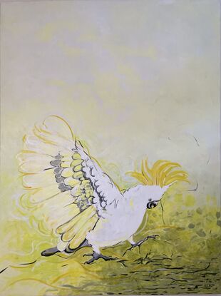 A flying cockatoo about to land in a yellow field.