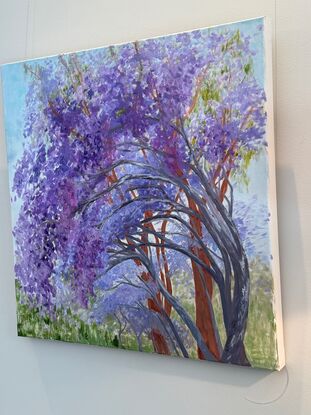 arching flowering jacarandas and gumtrees with dappled light
