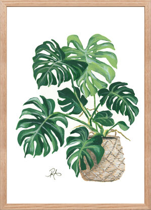 Realistic acrylic painting of an established indoor monstera plant in a hessian basket. White background.