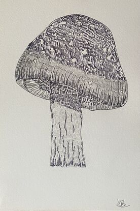 Three different mushrooms on each page