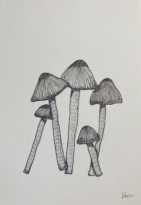 Three different species of mushrooms drawn with black pen. 