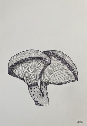 Three different species of mushrooms drawn with black pen. 