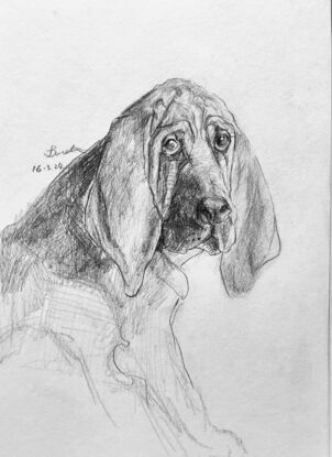 A head shot of a basset hound is drawn with graphite pencils. 