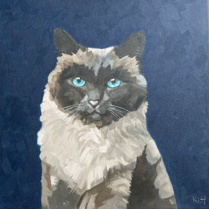 Fluffy, dark faced cat on a square, dark blue stretched canvas