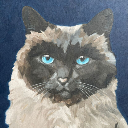 Fluffy, dark faced cat on a square, dark blue stretched canvas