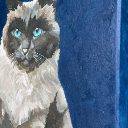 Fluffy, dark faced cat on a square, dark blue stretched canvas