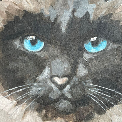 Fluffy, dark faced cat on a square, dark blue stretched canvas