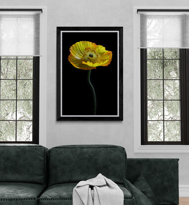 A yellow poppy flower on a black background 