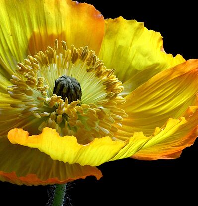 A yellow poppy flower on a black background 