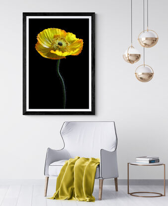 A yellow poppy flower on a black background 