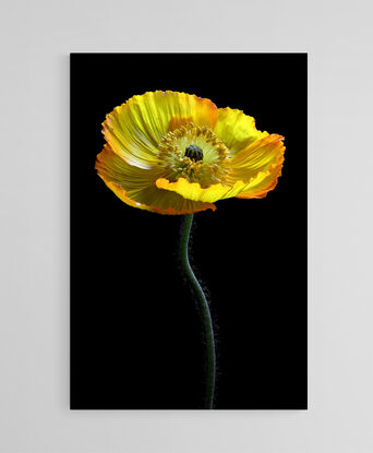 A yellow poppy flower on a black background 