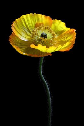 A yellow poppy flower on a black background 