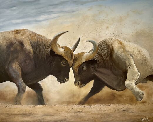 Two water buffalo’s fighting