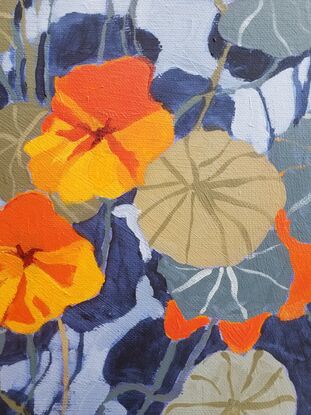 A happy look into beautiful orange and yellow  Nasturtiums surrounds by blue/ grey  leaves