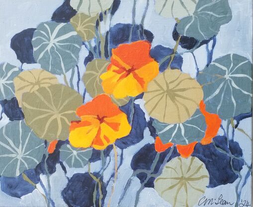 A happy look into beautiful orange and yellow  Nasturtiums surrounds by blue/ grey  leaves