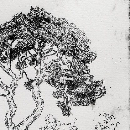 A black and white etching of a tree in a garden, drawn in an illustrative and minimalist style.