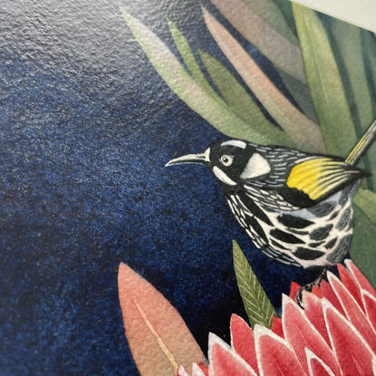 Close up of an Australian Honey Eater on a red Protea flower, surrounded by leaves and a dark blue background.