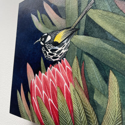 Close up of an Australian Honey Eater on a red Protea flower, surrounded by leaves and a dark blue background.