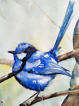 A superb blue Fairy Wren sitting on a branch amongst gum leaves