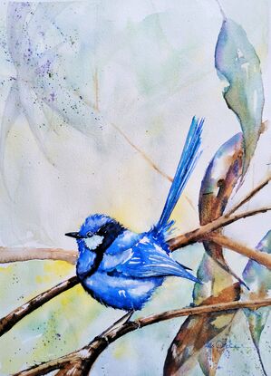 A superb blue Fairy Wren sitting on a branch amongst gum leaves