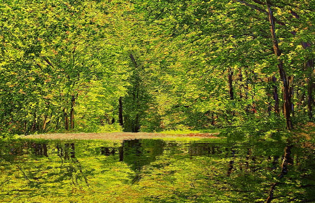 lake, forest, green, nature, 