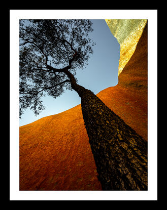 Black framed print of tree in outback australia.