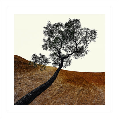 Black framed print of tree in outback australia.