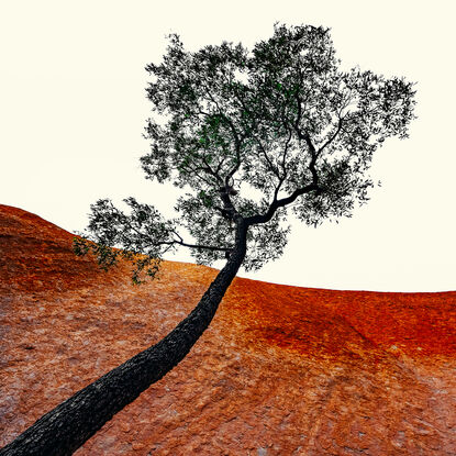 Black framed print of tree in outback australia.