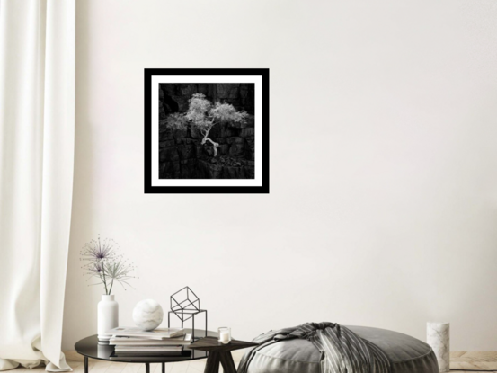 Black framed print of lone ghost gum tree in outback australia.