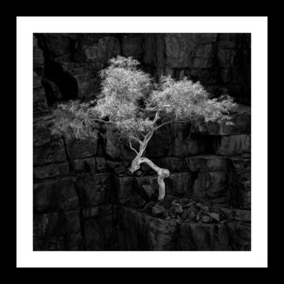 Black framed print of lone ghost gum tree in outback australia.