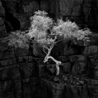 Black framed print of lone ghost gum tree in outback australia.