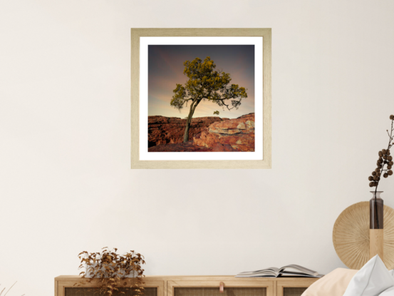 Black framed print of lone ghost gum tree in outback australia.