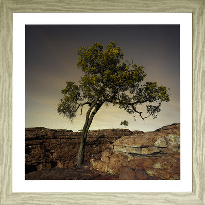 Black framed print of lone ghost gum tree in outback australia.