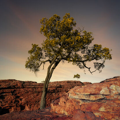 Black framed print of lone ghost gum tree in outback australia.