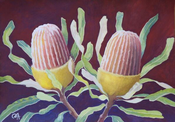 Two sunlit banksia flowers (yellows and apricots) and their warm-green leathery twisting leaves are set against a dark burgundy background.