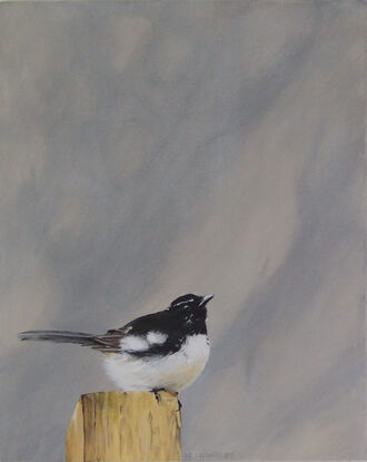 Black and white willie wagtail on a fence post with grey background