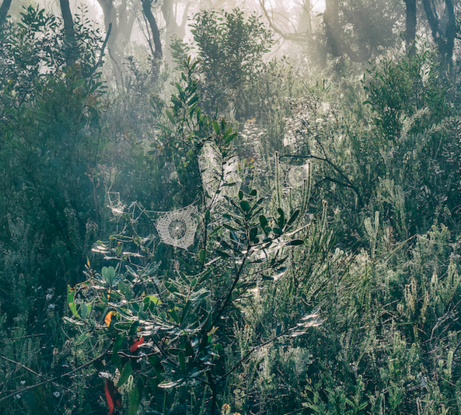 Mist and cobwebs at dawn