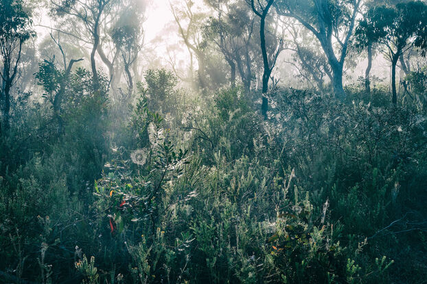 Mist and cobwebs at dawn