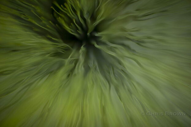 Repetitive squiggly throngs of Australian Black Boy plant 