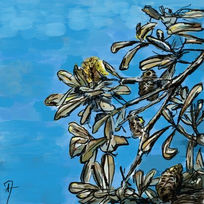 Illustrated and painted tree with yellow banksia flowers and seed pods on a bright blue sky background.