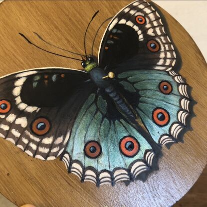 butterfly taxidermy