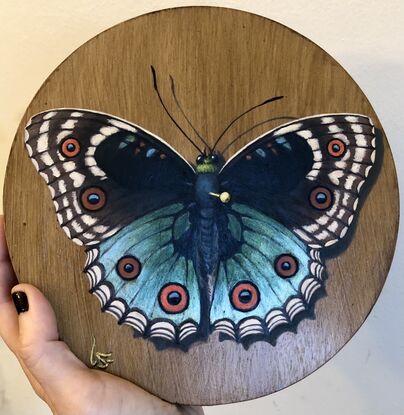 butterfly taxidermy