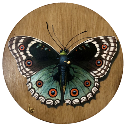 butterfly taxidermy