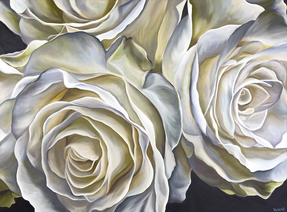 Closeup of a cluster of ivory roses with moody lighting against a dark background.