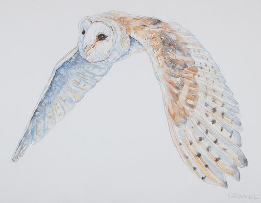 Original Watercolour Painting of "Luna, the Barn Owl flying."  
