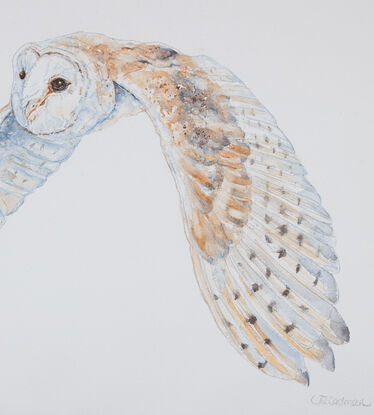 Original Watercolour Painting of "Luna, the Barn Owl flying."  
